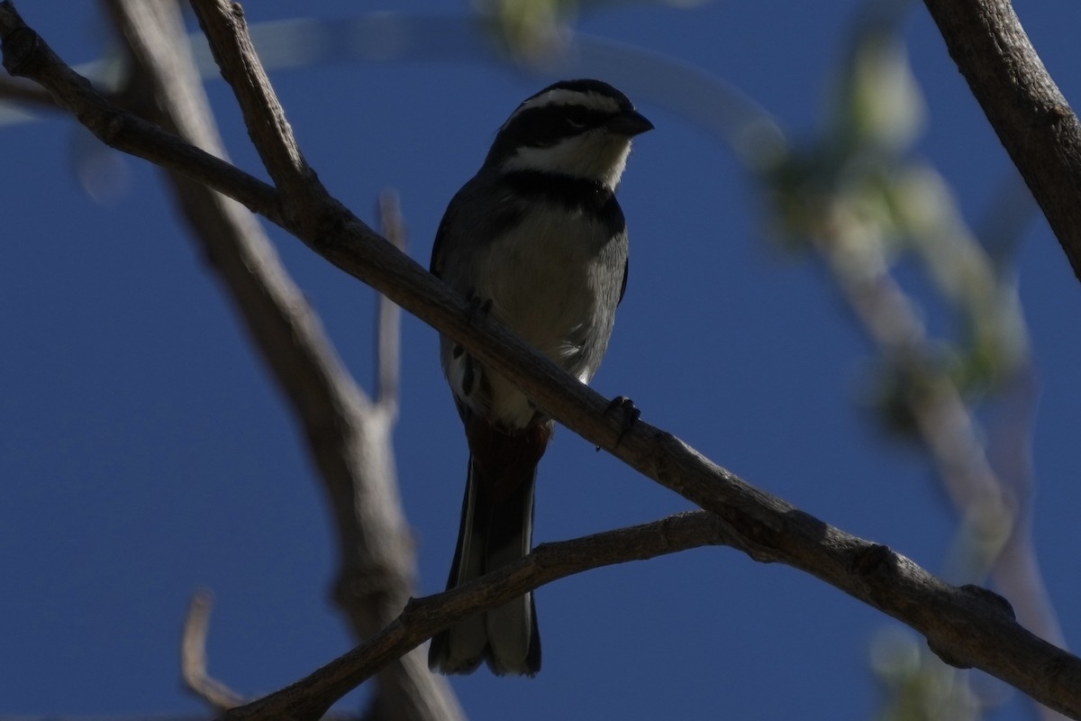 Ringed Warbling Finch - ML643401777