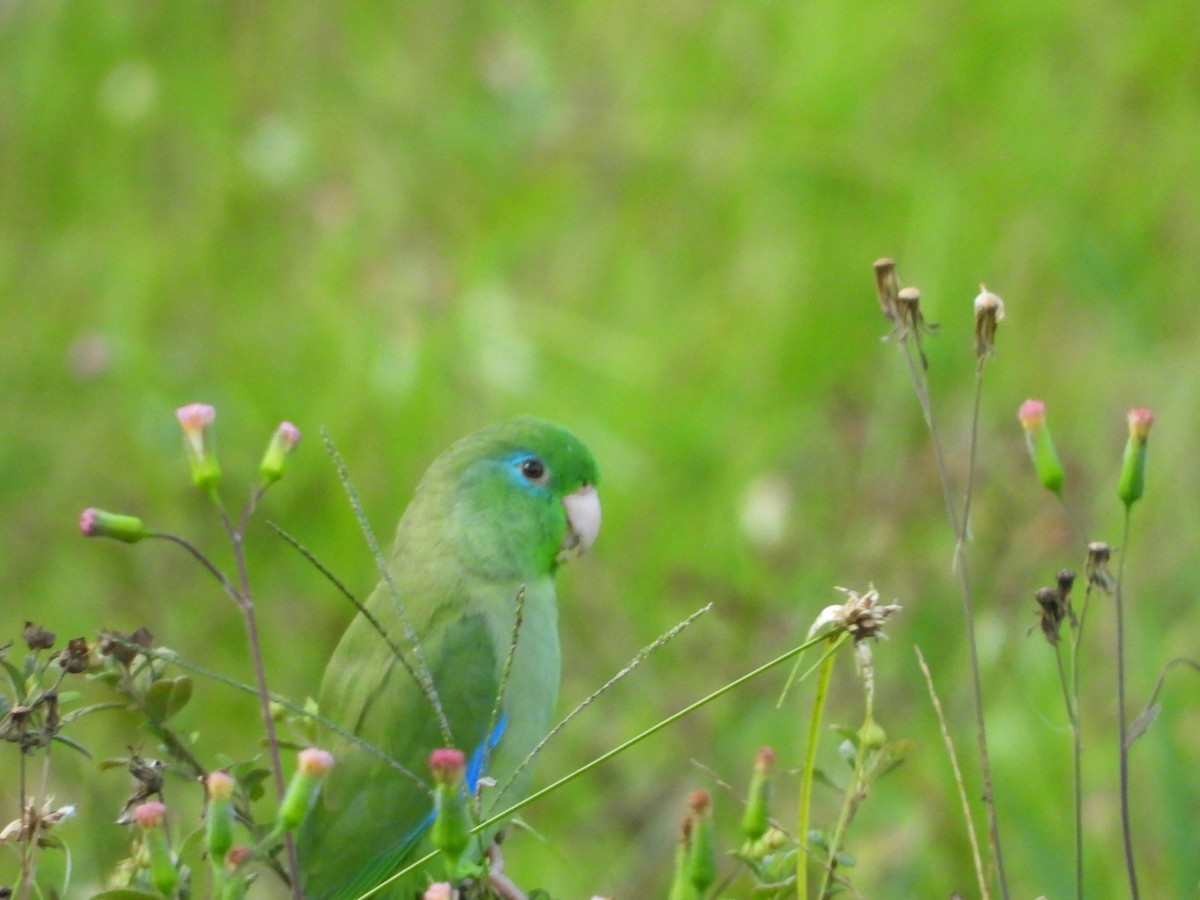 Spectacled Parrotlet - ML643401786