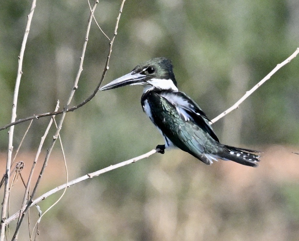Amazon Kingfisher - ML643401788