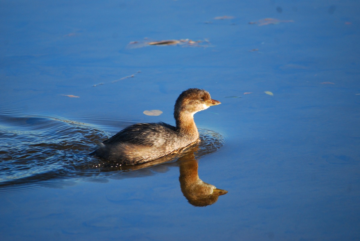 Pied-billed Grebe - ML643401806