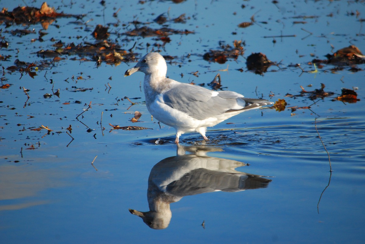 Glaucous-winged Gull - ML643401808
