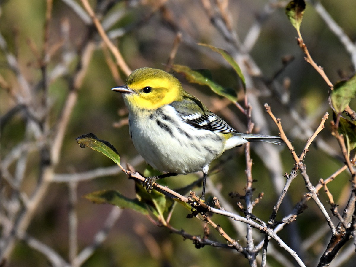 Black-throated Green Warbler - ML643401809
