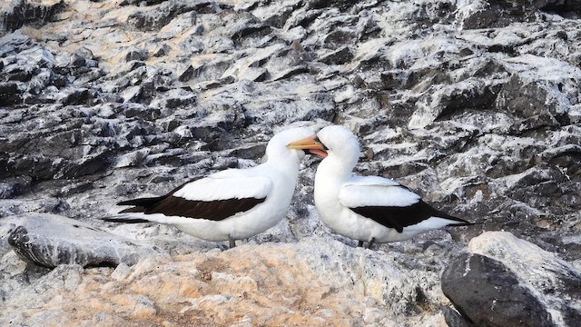 Nazca Booby - ML643401811