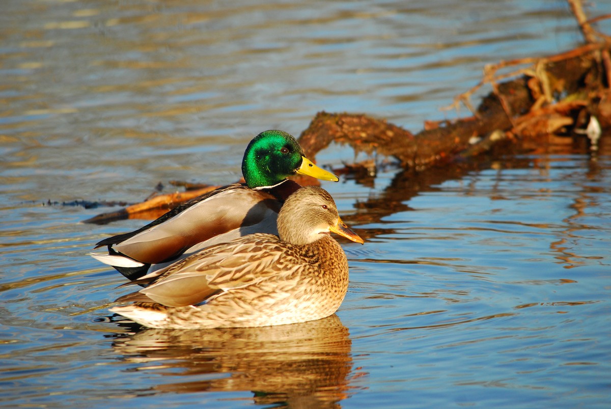Mallard - ML643401817