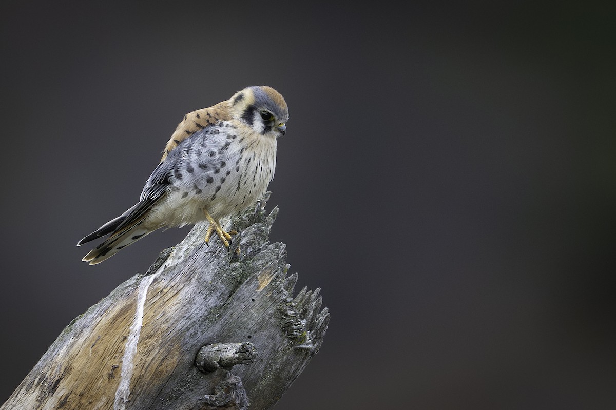 アメリカチョウゲンボウ - ML643401831