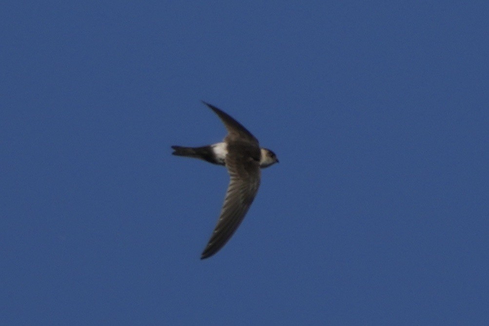 Andean Swift - ML643401838