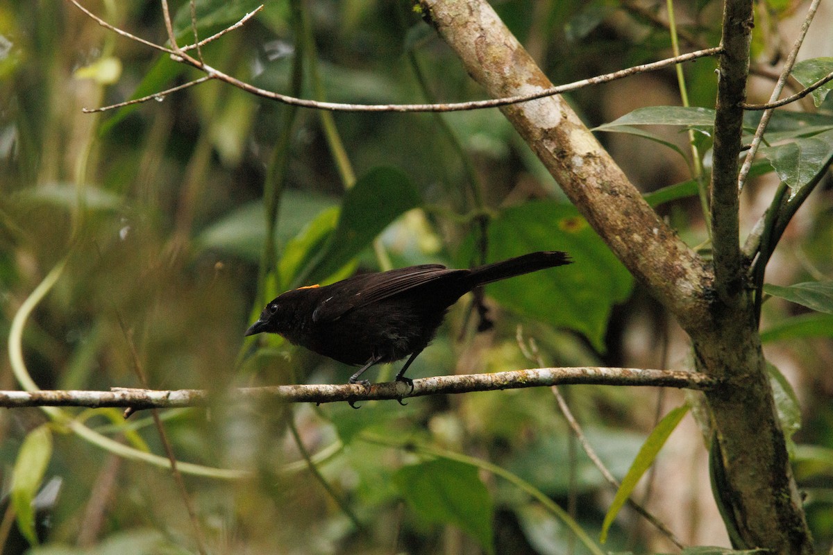 Flame-crested Tanager - ML643401839