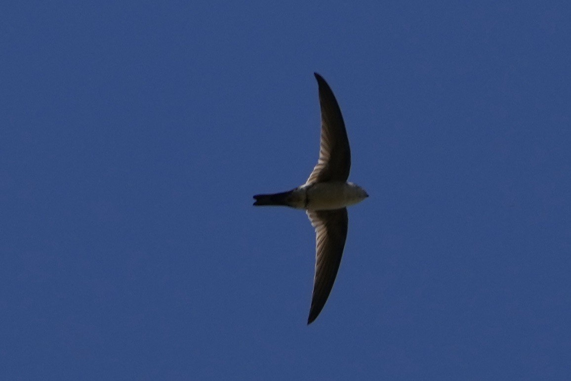 Andean Swift - ML643401844