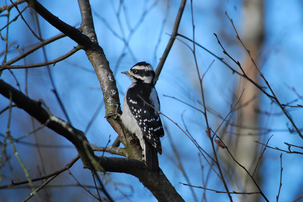 Downy Woodpecker - ML643401845