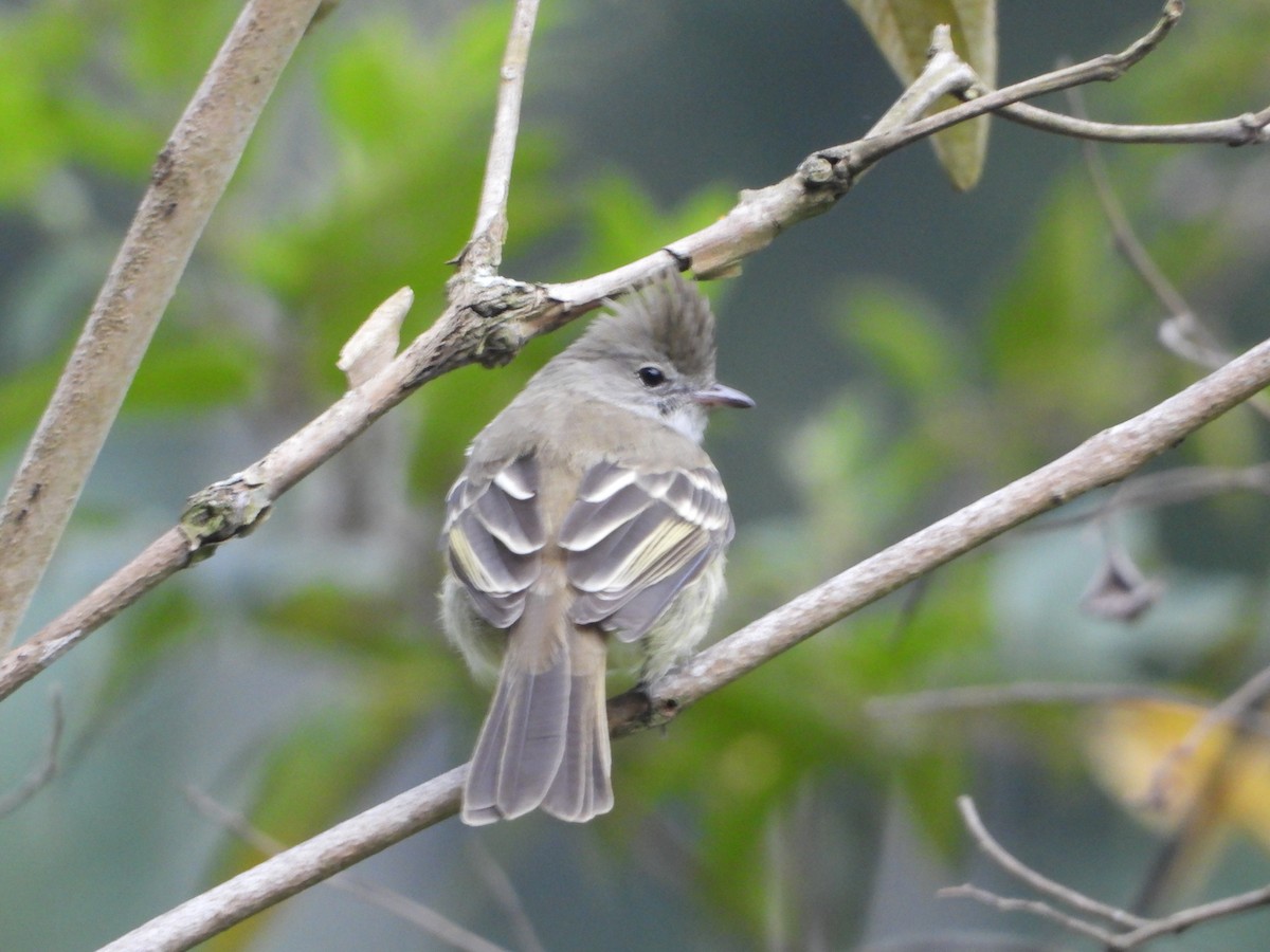 Yellow-bellied Elaenia - ML643401846