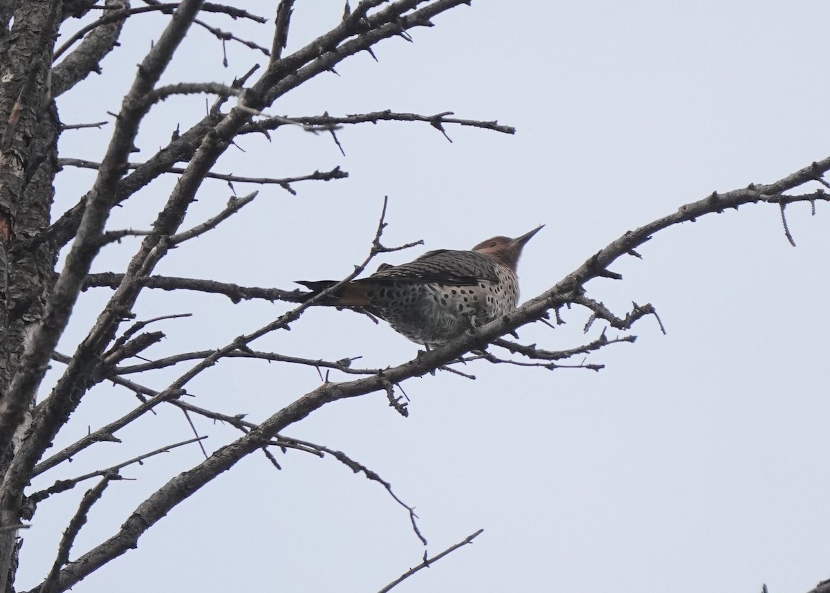 Northern Flicker - ML643401847