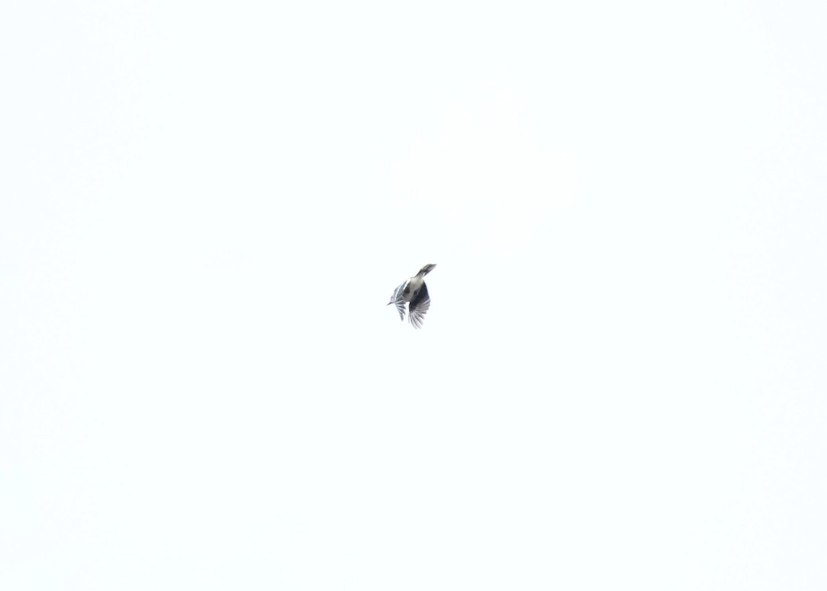 Blue Jay - ML643401851