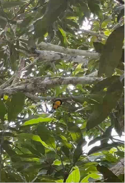 Green-backed Trogon - ML643401856