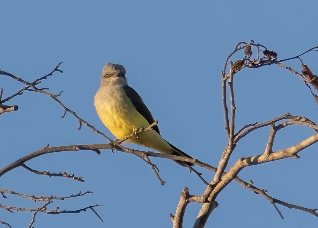 Western Kingbird - ML643401857