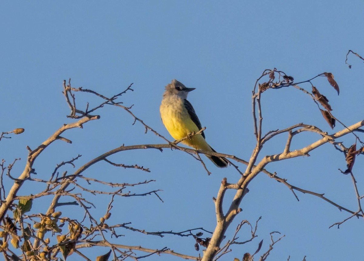 Western Kingbird - ML643401858