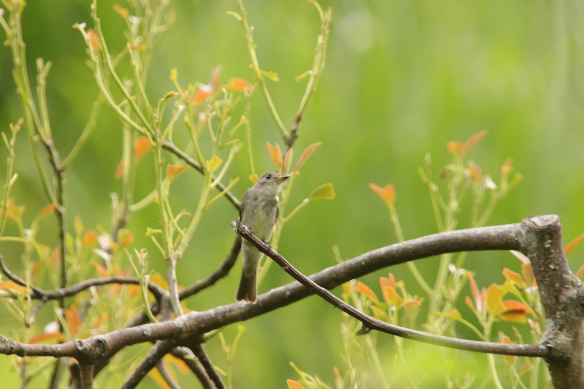 Northern Tropical Pewee - ML643401880