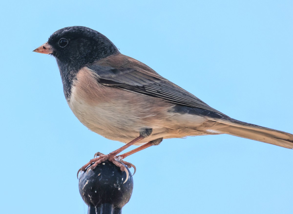 vinterjunko (oreganus gr.) - ML643401894