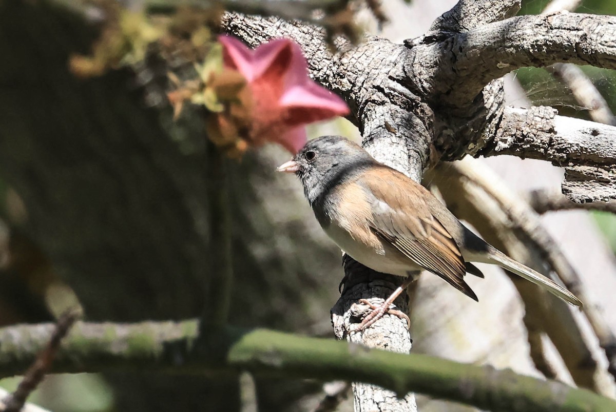 vinterjunko (oreganus gr.) - ML643401899