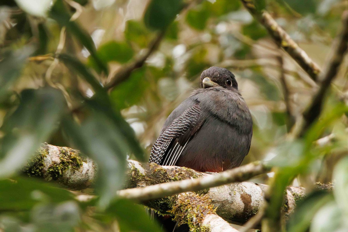 Surucua Trogon - ML643401900