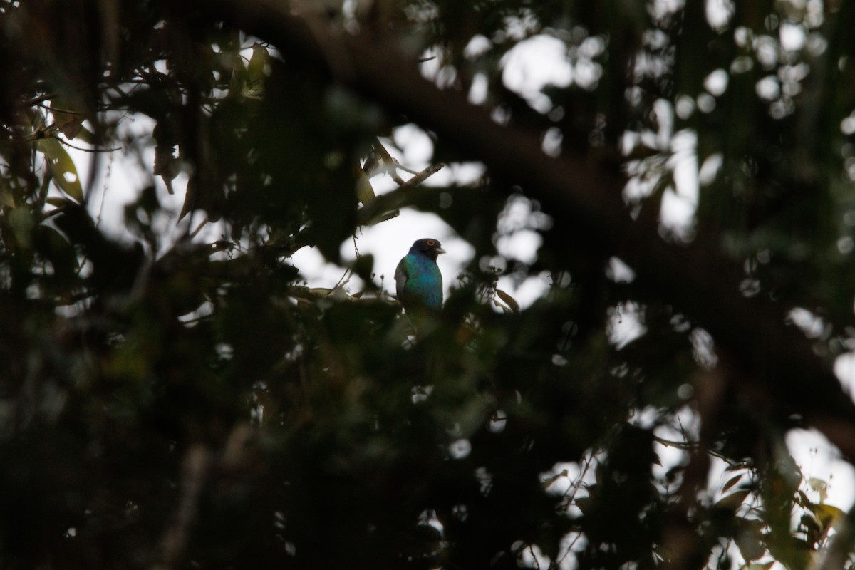 Surucua Trogon - ML643401901