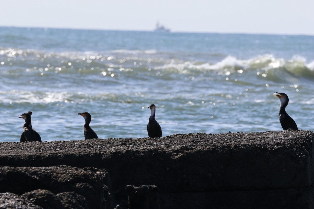 Great/Japanese Cormorant - ML643401906