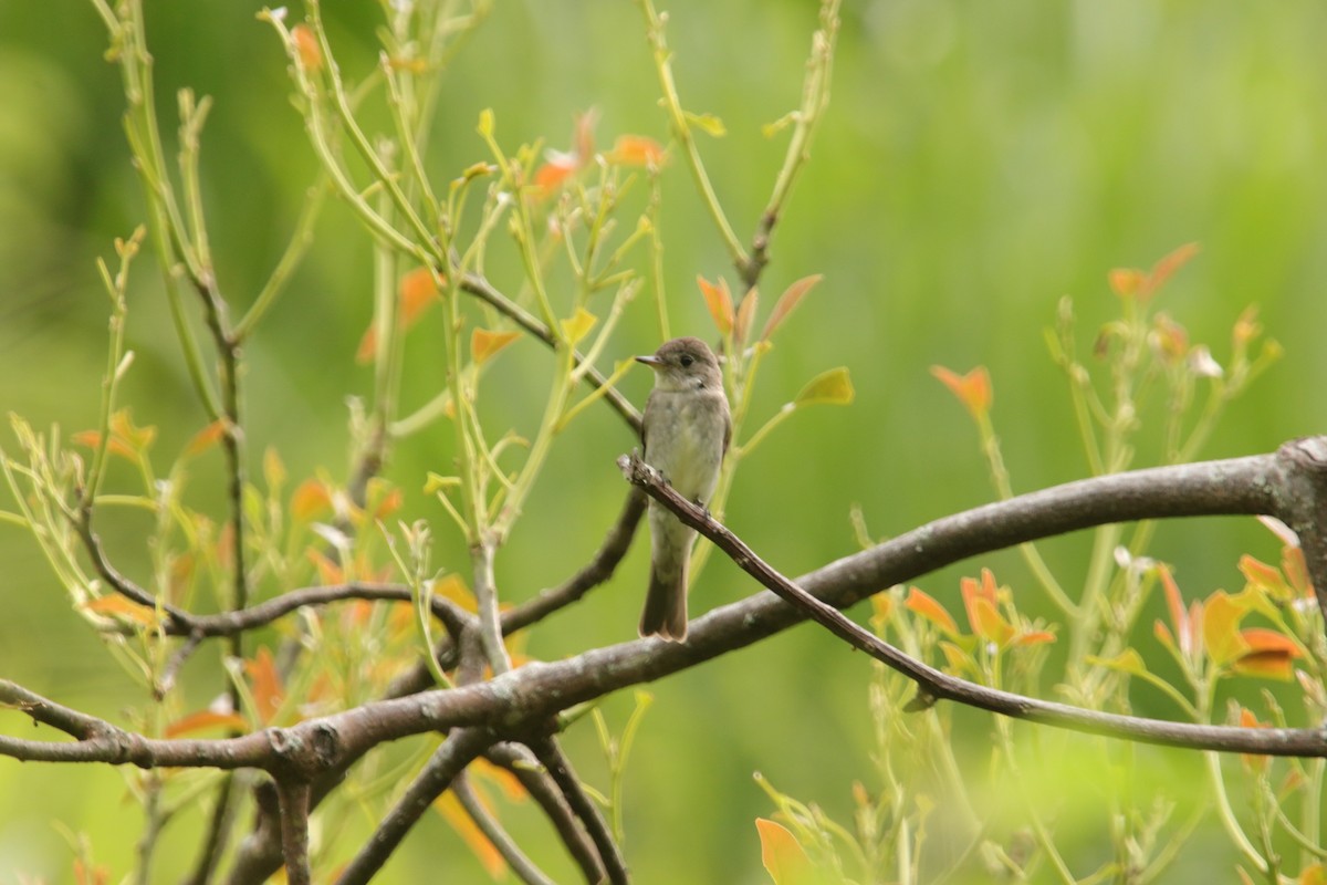 Northern Tropical Pewee - ML643401908