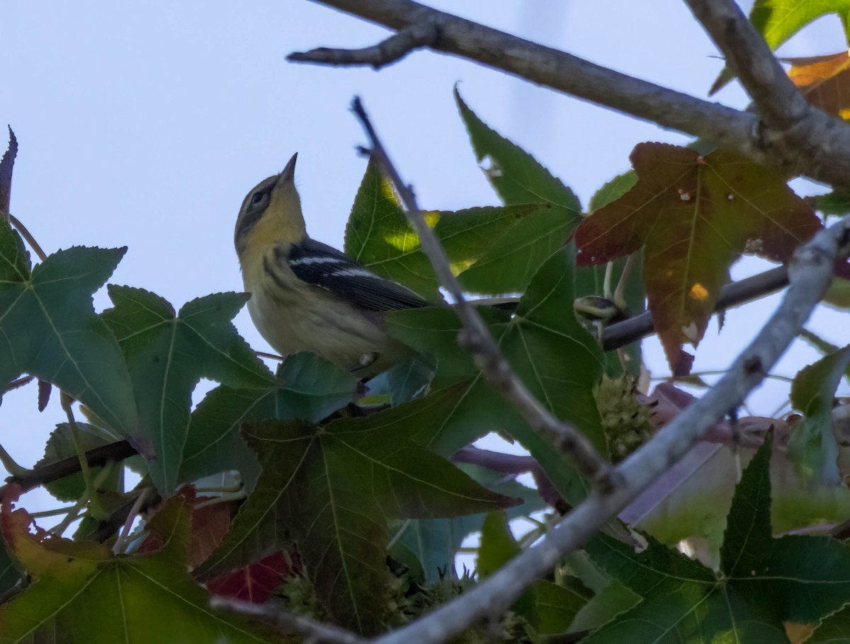 Blackburnian Warbler - ML643401910
