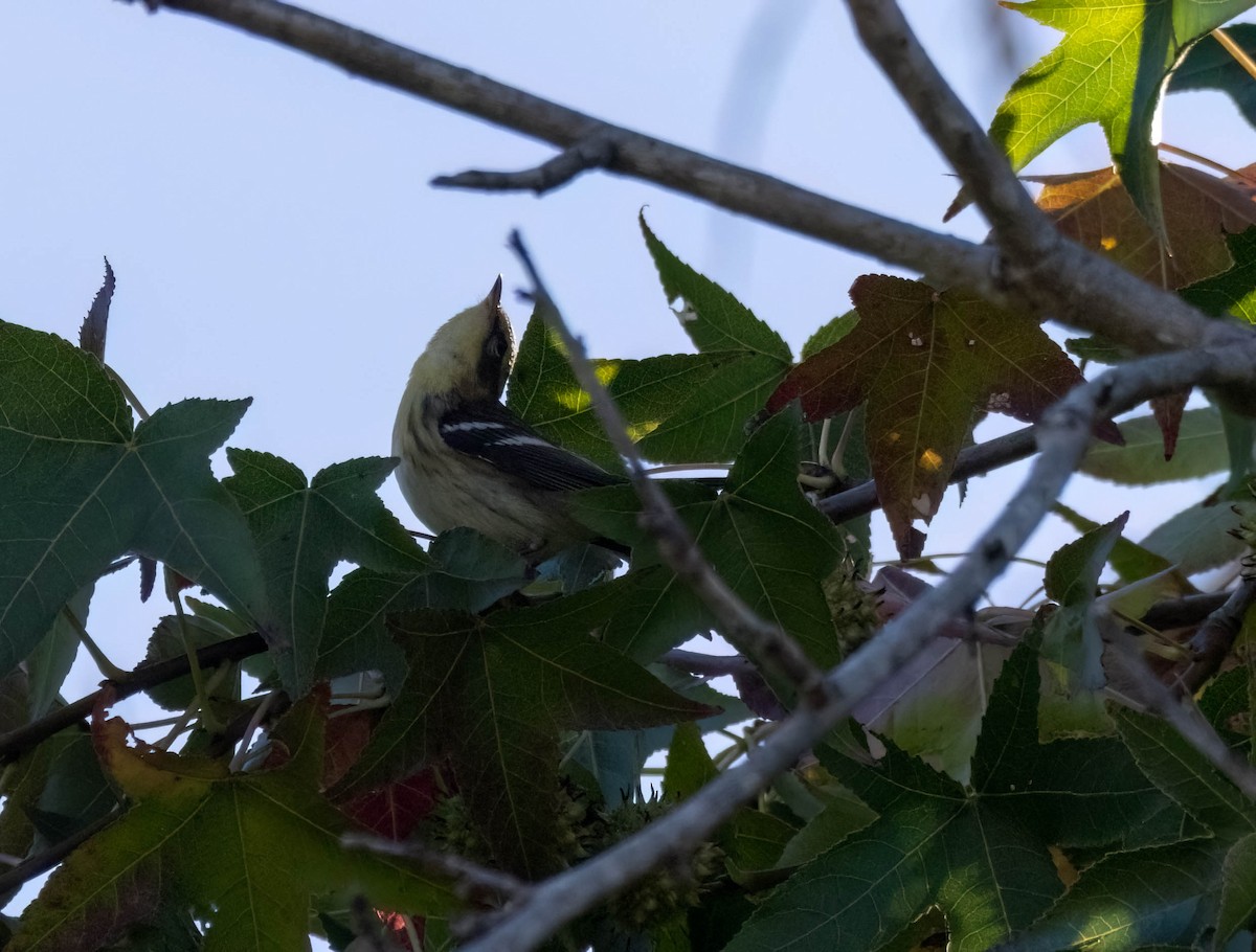 Blackburnian Warbler - ML643401911