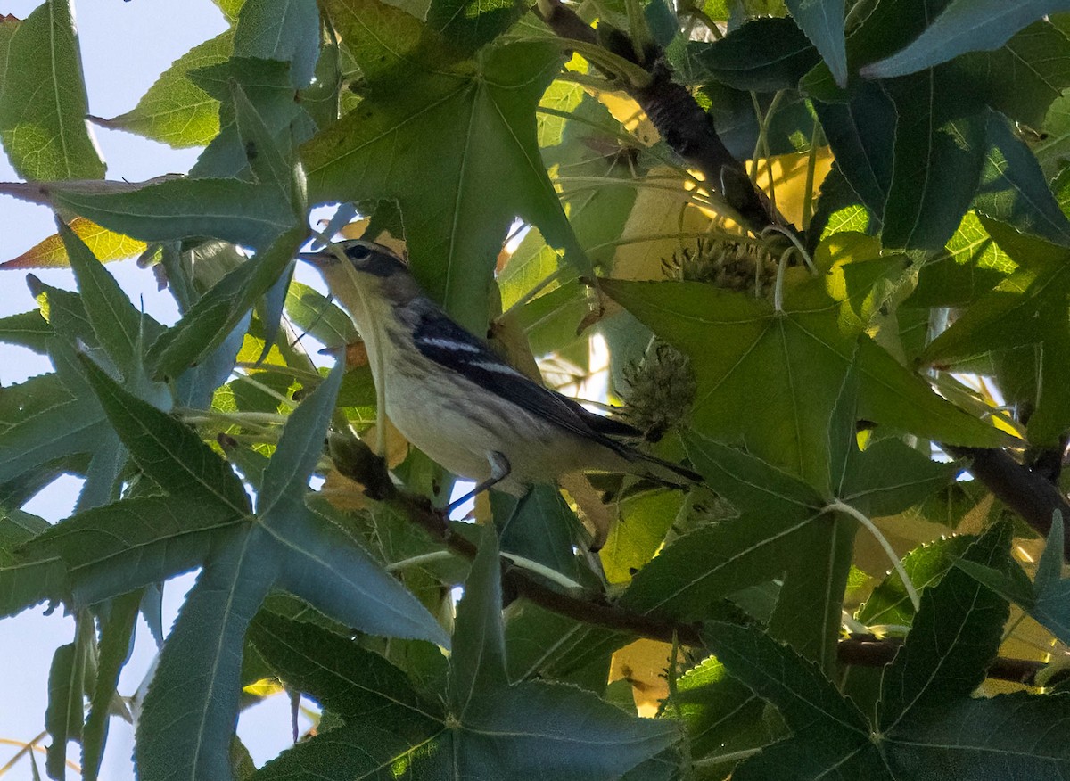 Blackburnian Warbler - ML643401912