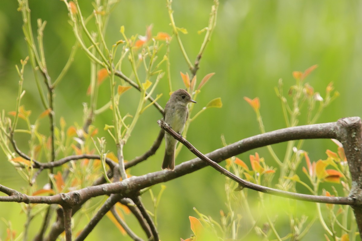 Northern Tropical Pewee - ML643401916