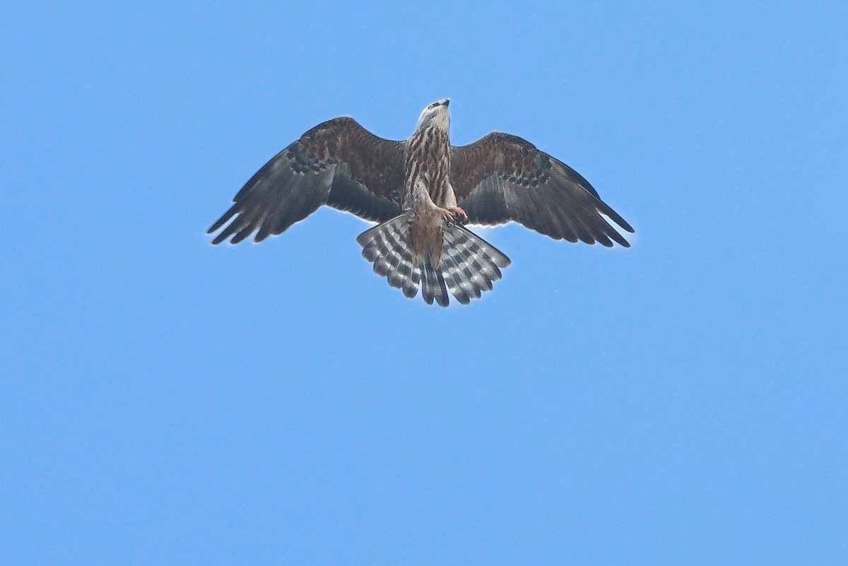 Mississippi Kite - ML643401918