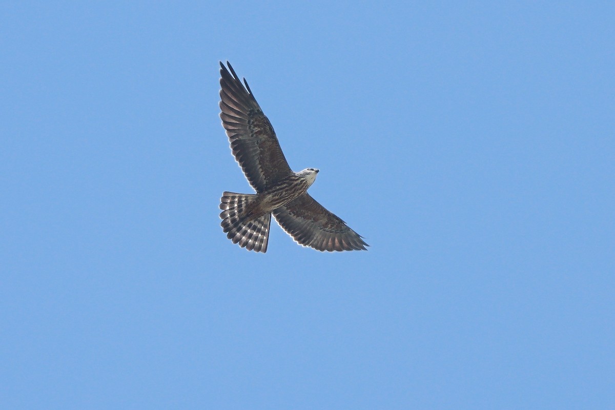 Mississippi Kite - ML643401919
