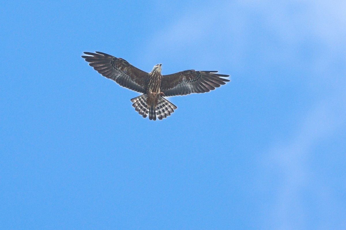 Mississippi Kite - ML643401920