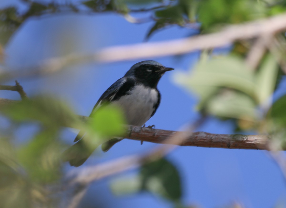 Пісняр-лісовик сизий - ML643401921