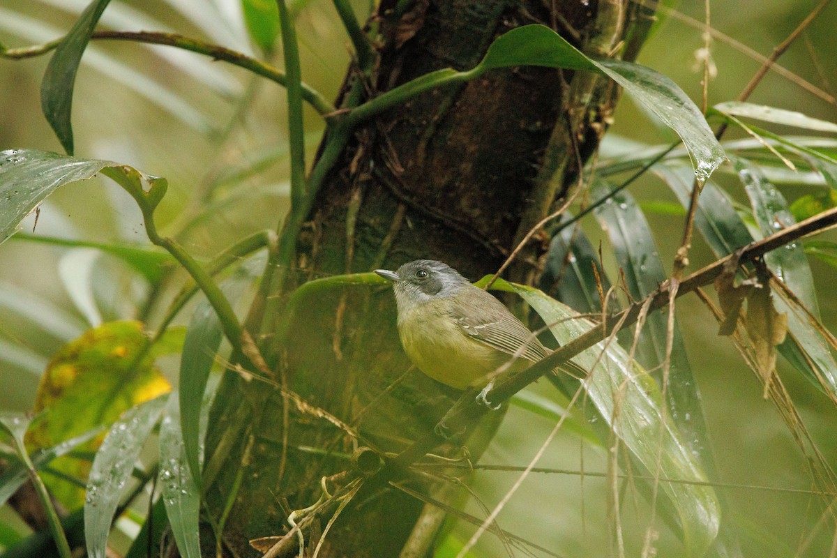 Olivgrau-Ameisenvogel - ML643401925
