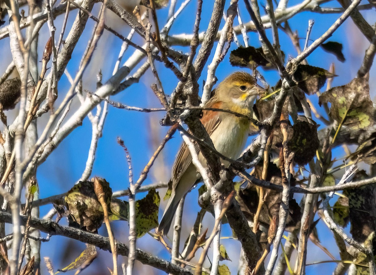 Dickcissel - ML643401926