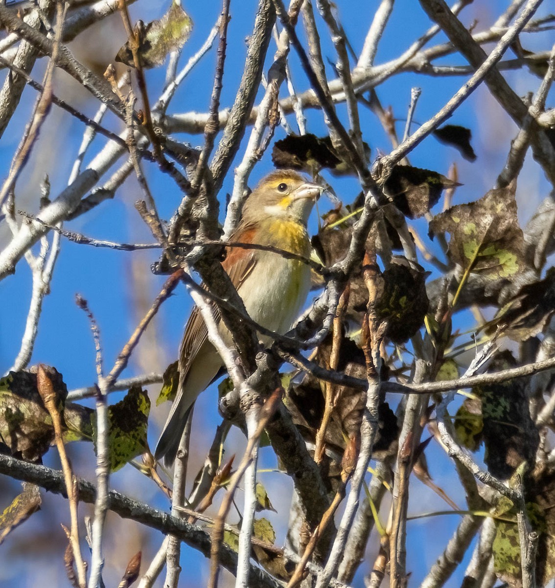 Dickcissel - ML643401927