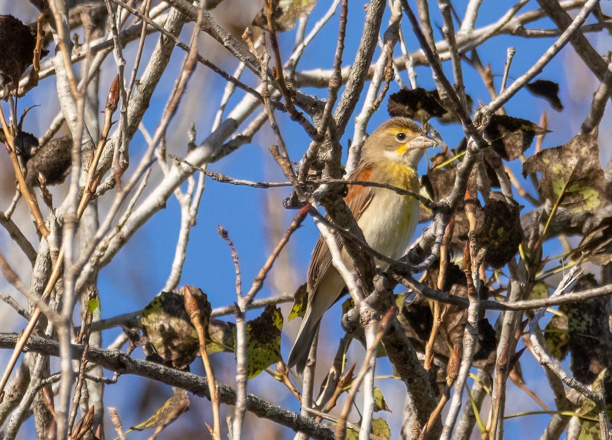 Dickcissel - ML643401928