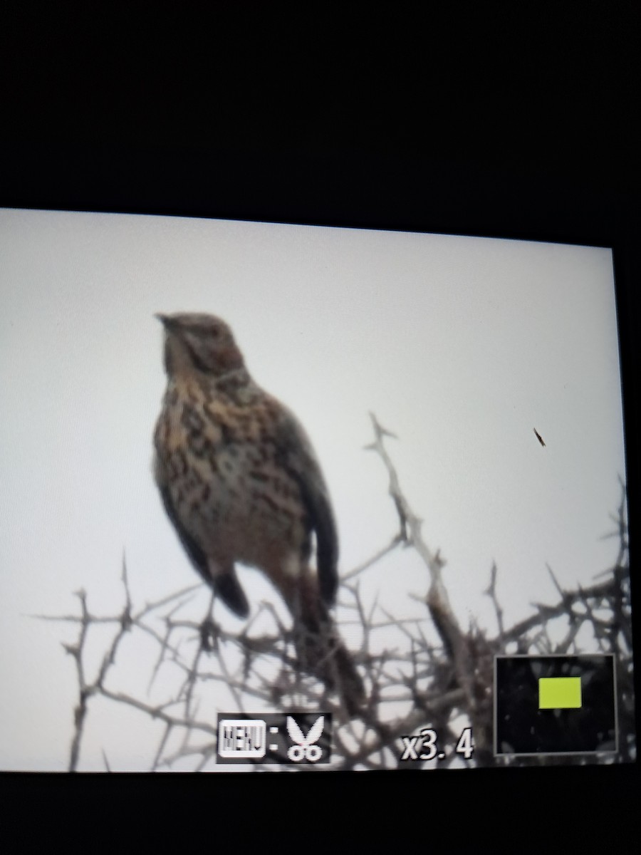 Sage Thrasher - ML643401933