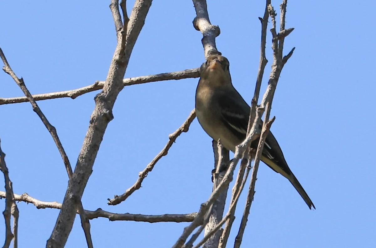 Piranga à tête rouge - ML643401940