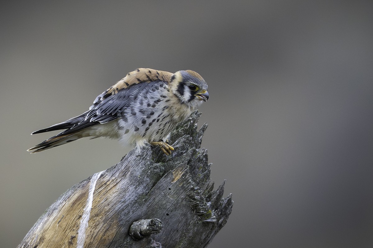 アメリカチョウゲンボウ - ML643401966