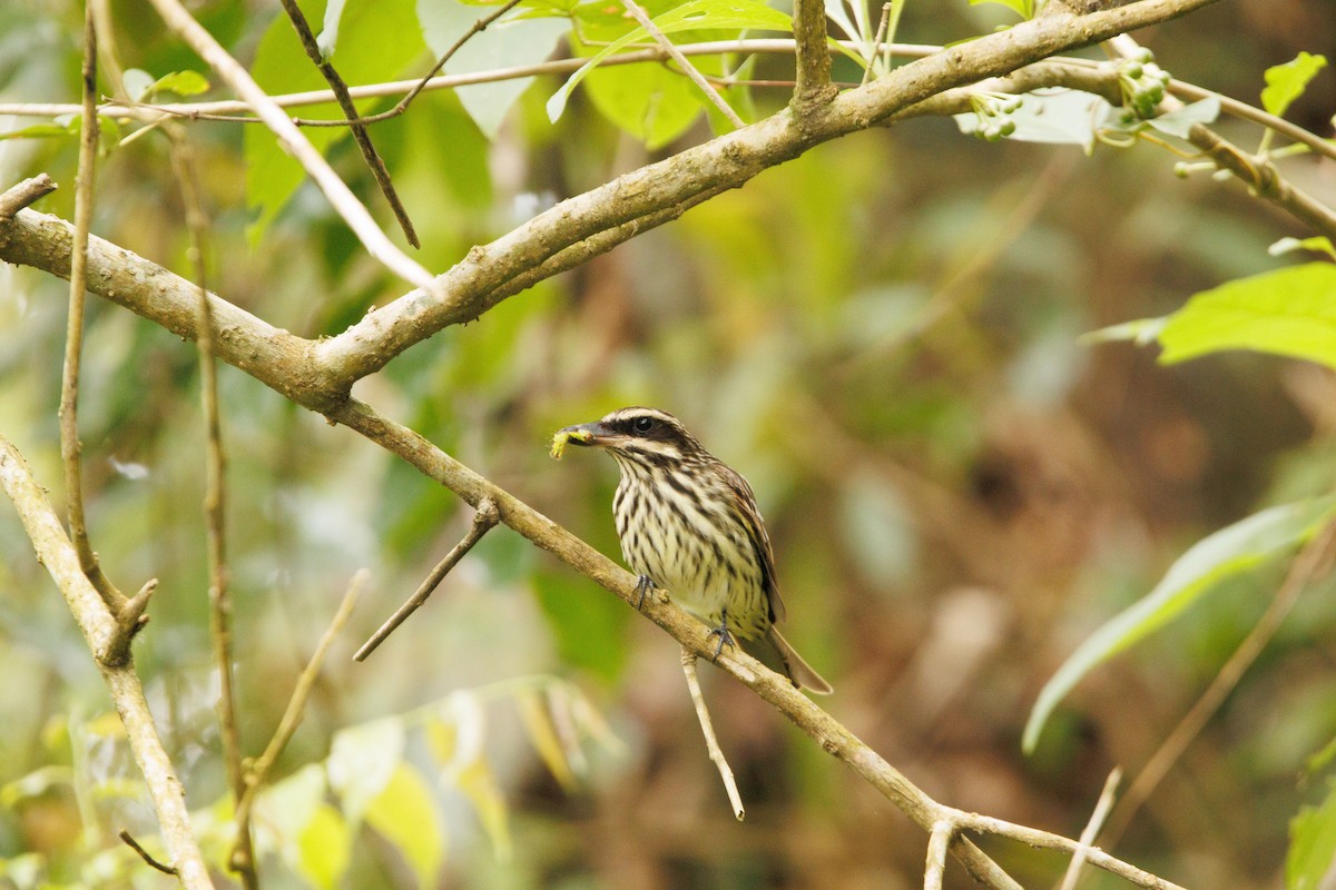 Streaked Flycatcher - ML643401986