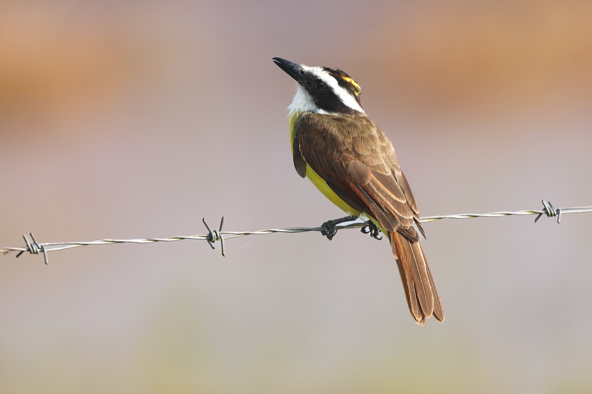 Great Kiskadee - ML643401990