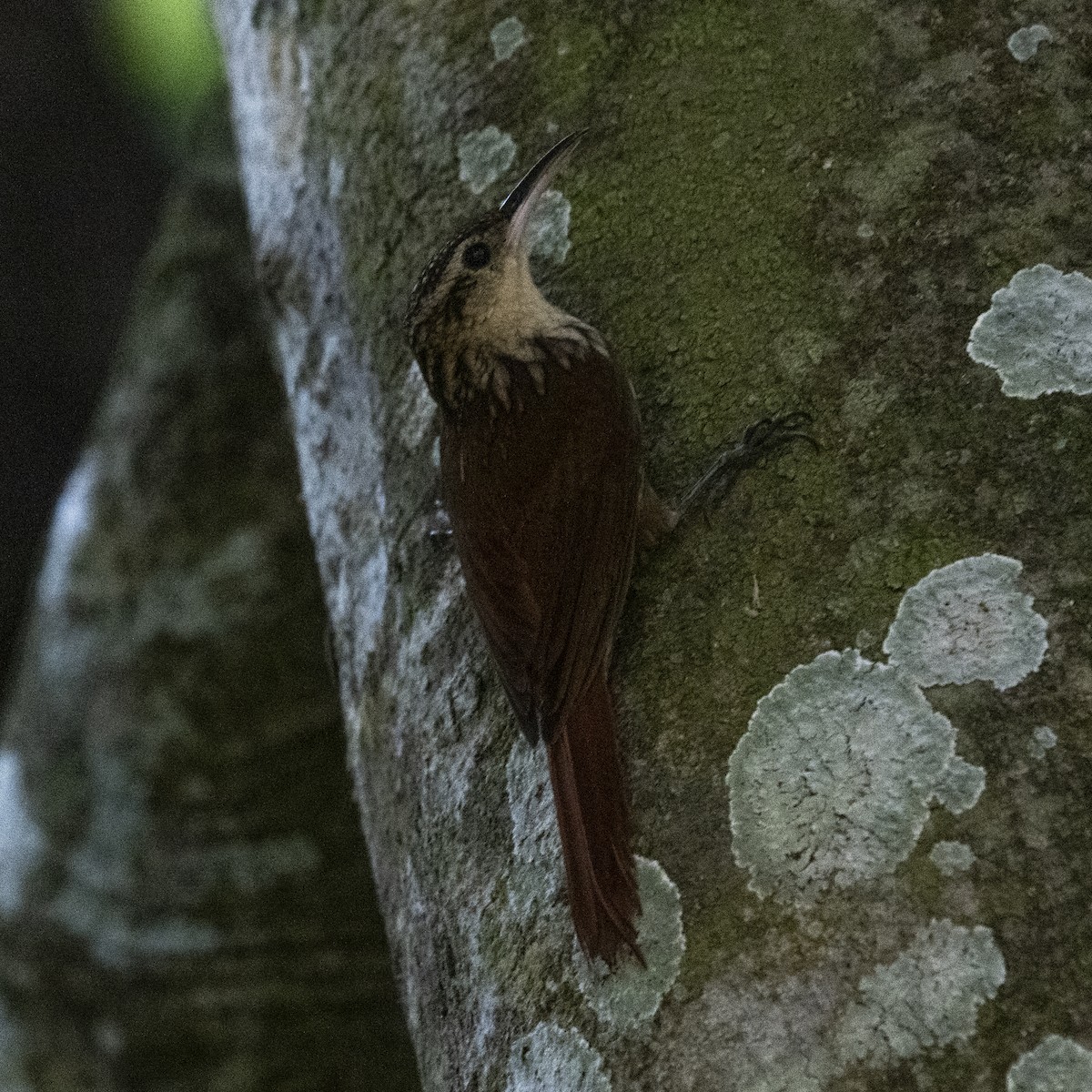 Lesser Woodcreeper - ML643401993