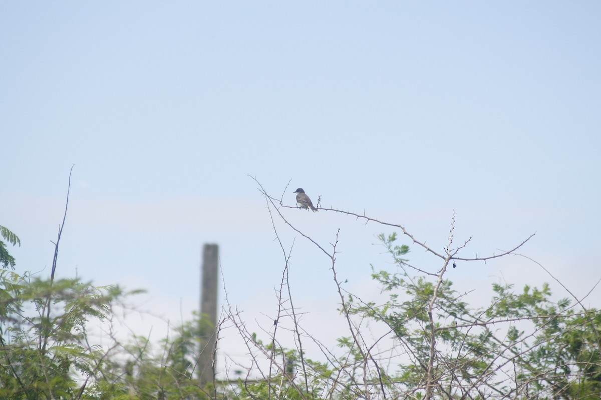 Eastern Kingbird - ML643402002
