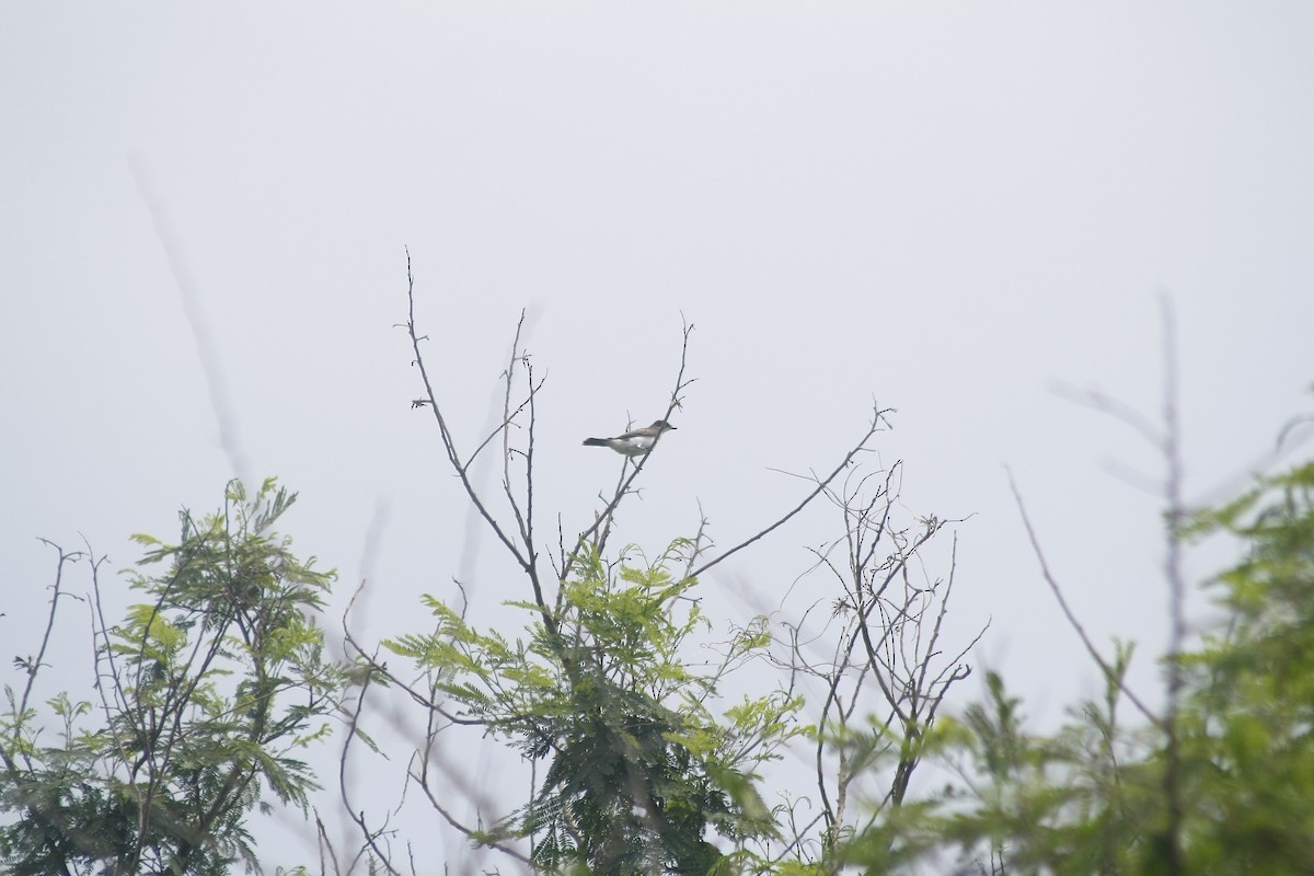 Eastern Kingbird - ML643402004