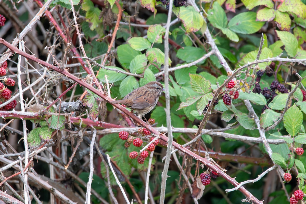 Song Sparrow - ML643402011