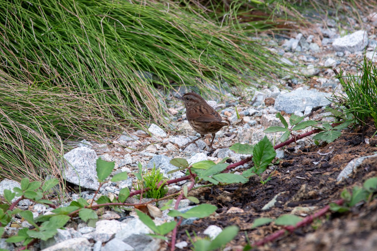Song Sparrow - ML643402012