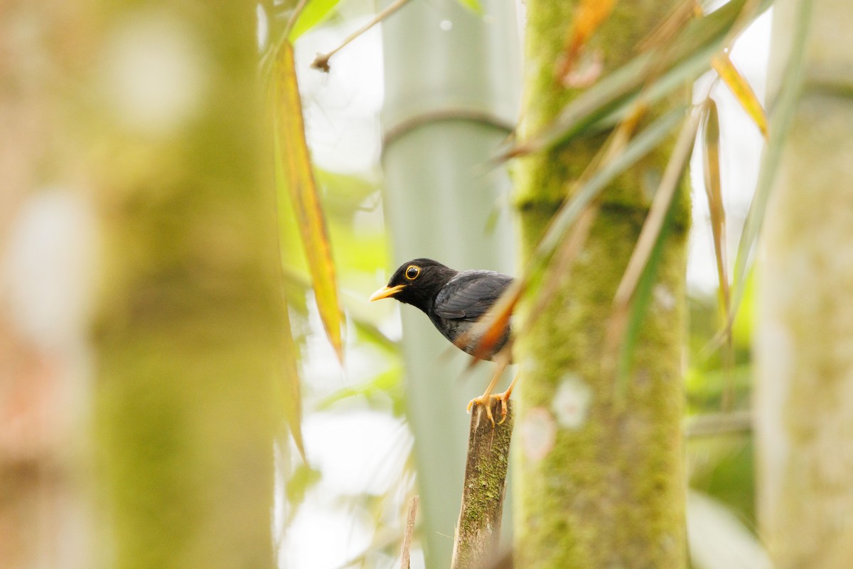 Yellow-legged Thrush - ML643402013