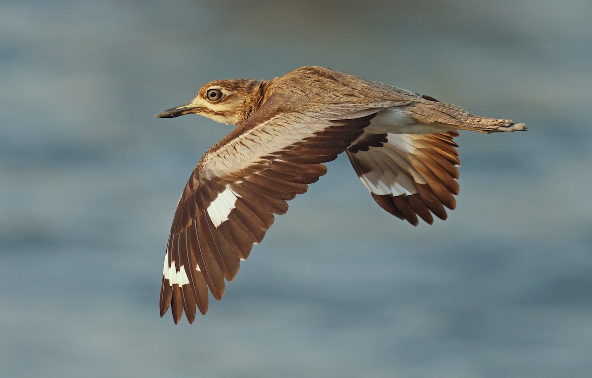 Water Thick-knee - Ad Konings